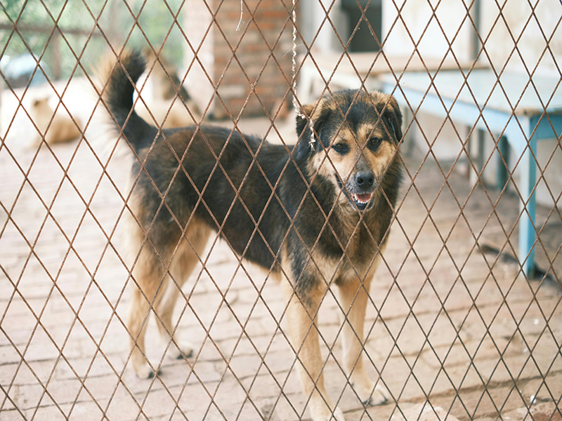 Charity for Stray Animals in Didim